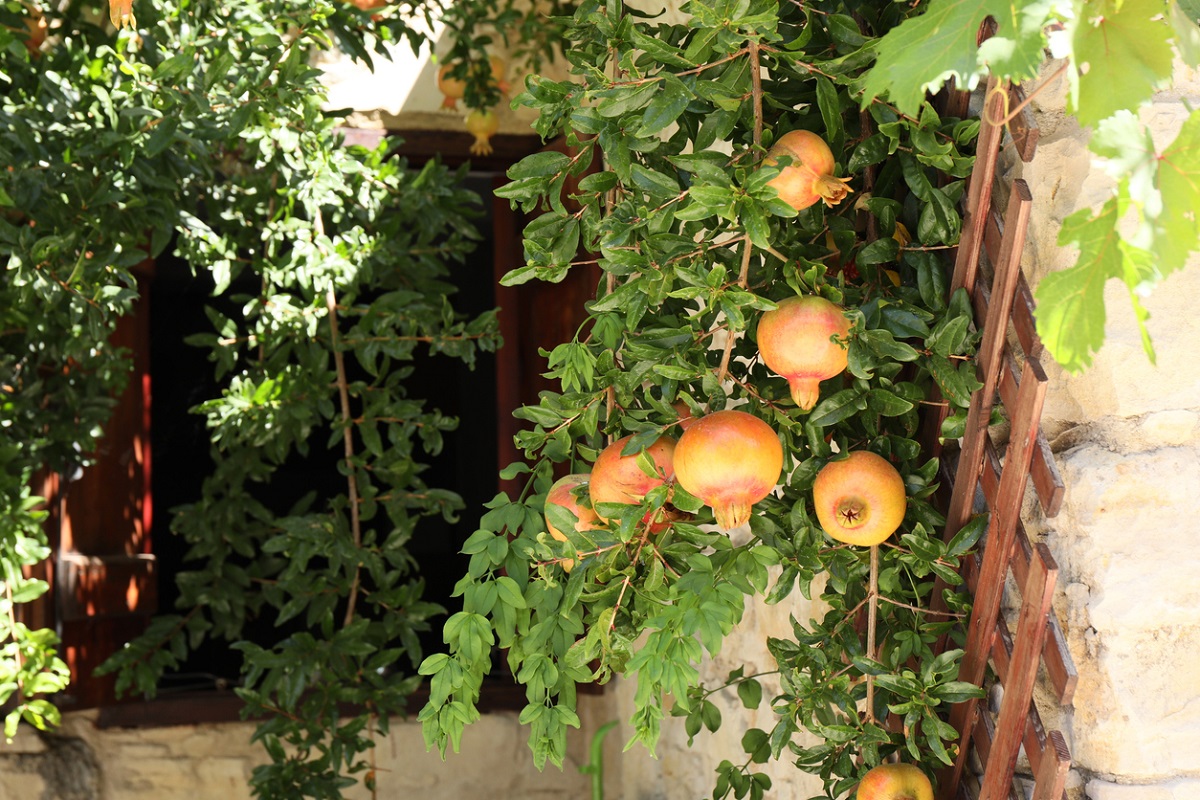 Granátové jablko ako exotický strom